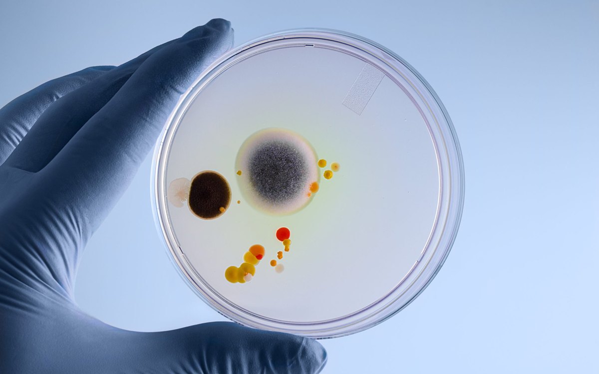 Microbiologist holding a petri dish containing bacterial culture in a laboratory